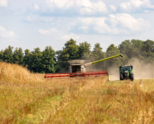 ClaAS combine harvester cutting tall golden crops in a rural field under a cloudy blue sky, dust trailing behind the machine